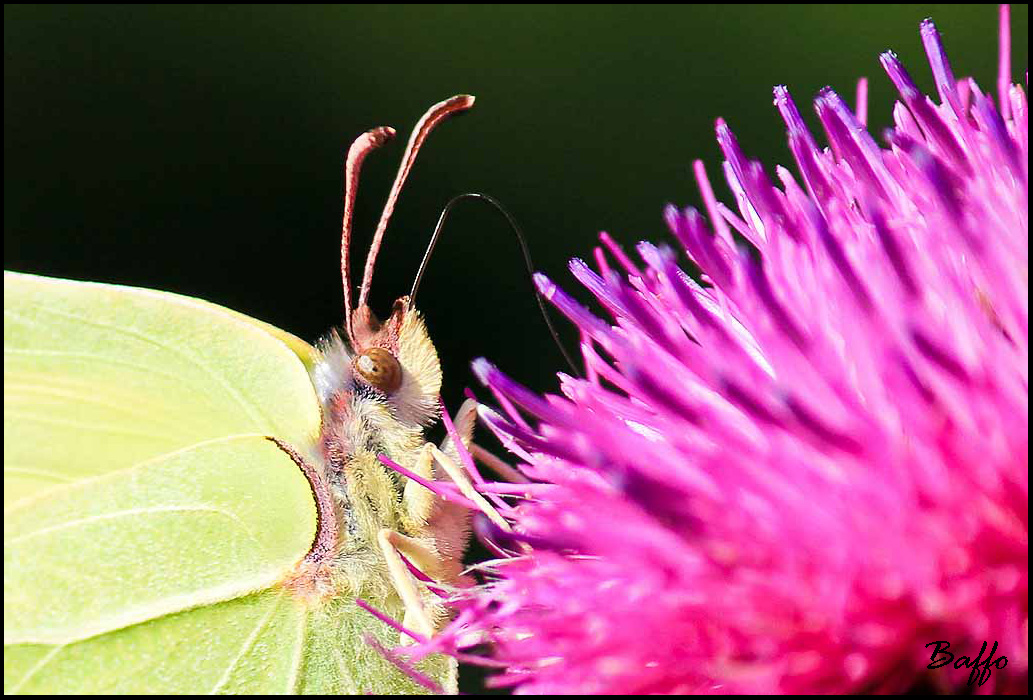 Gonepteryx rhamni?